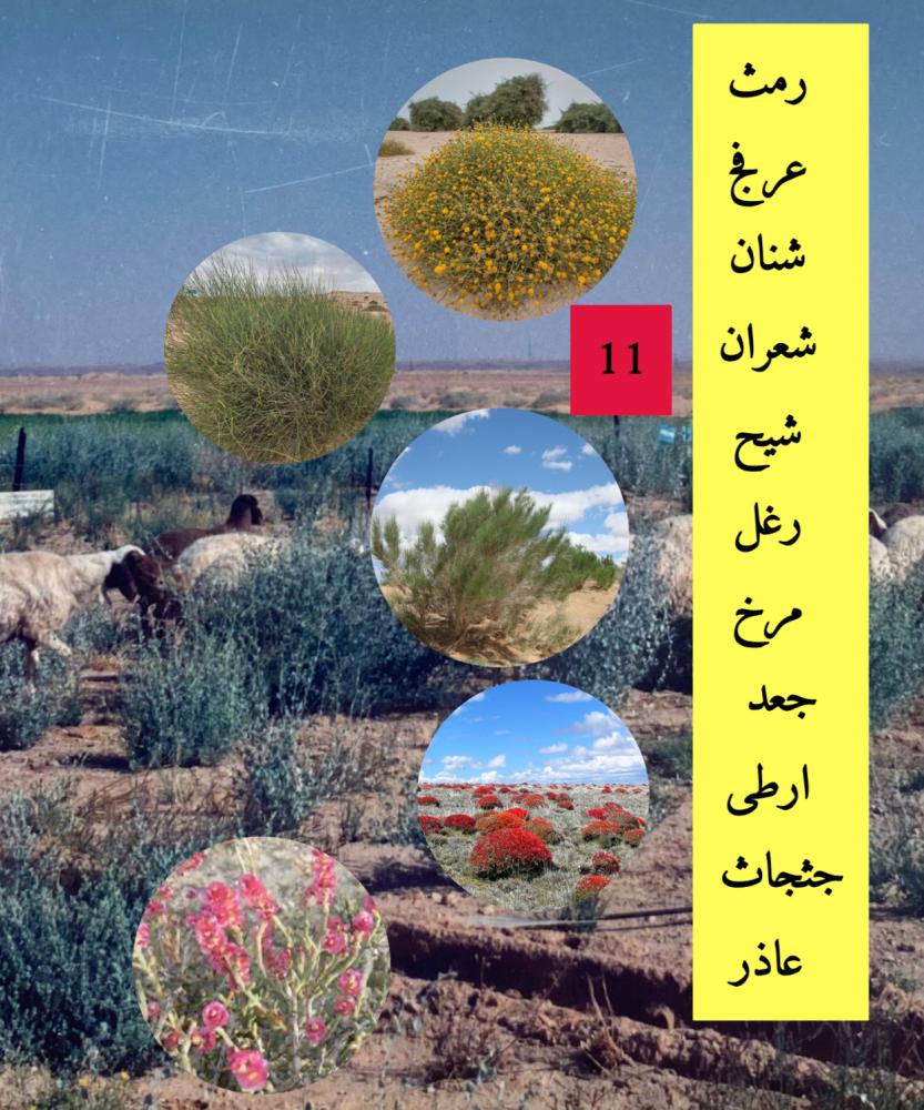 شجيرات صغيرة
