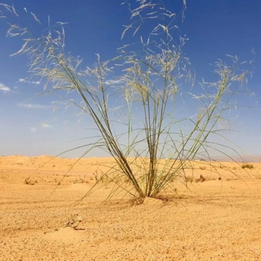 بذور السبط