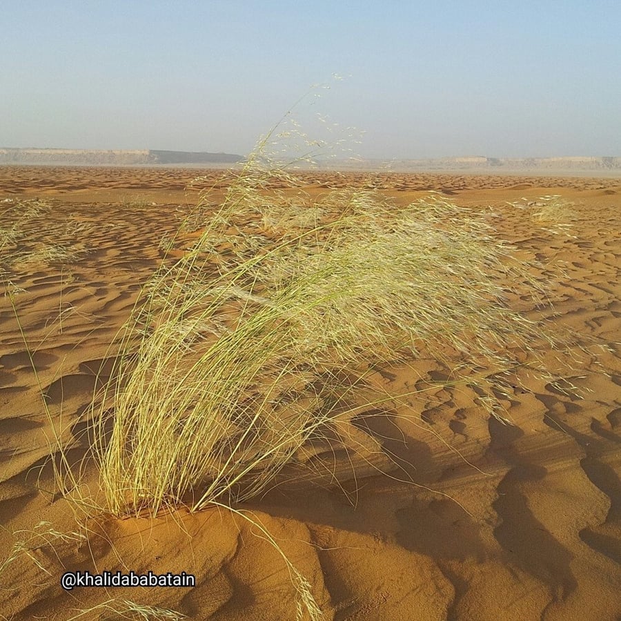 بذور السبط