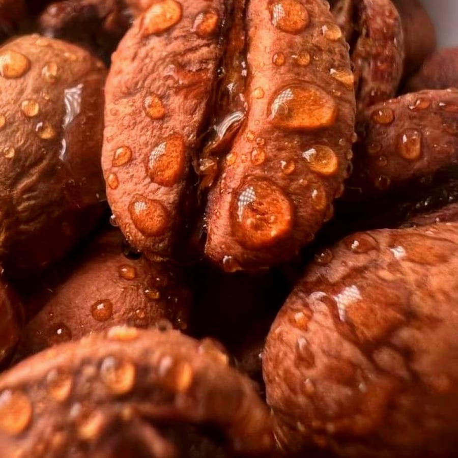 محصول همبيلا اثيوبيا