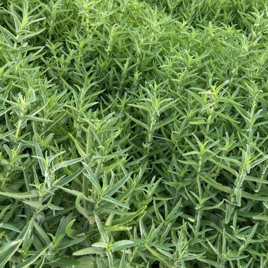 نعناع حساوي (حبق)مجفف