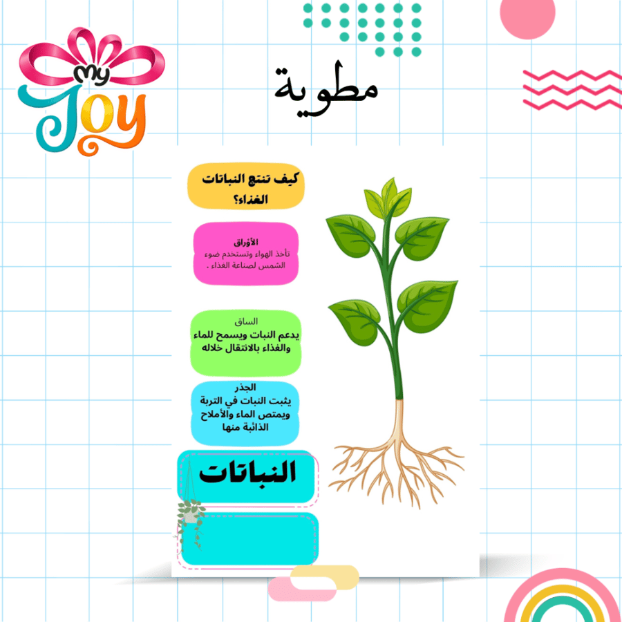 مطوية كيف ينتج النبات الغذاء