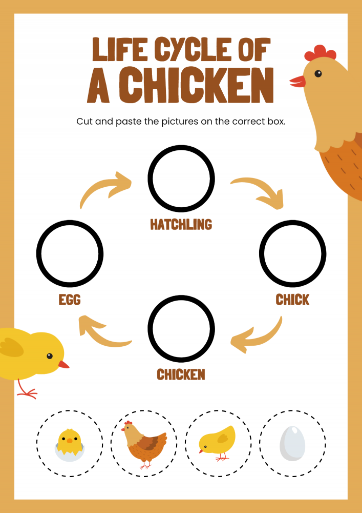 Life cycle of animals
