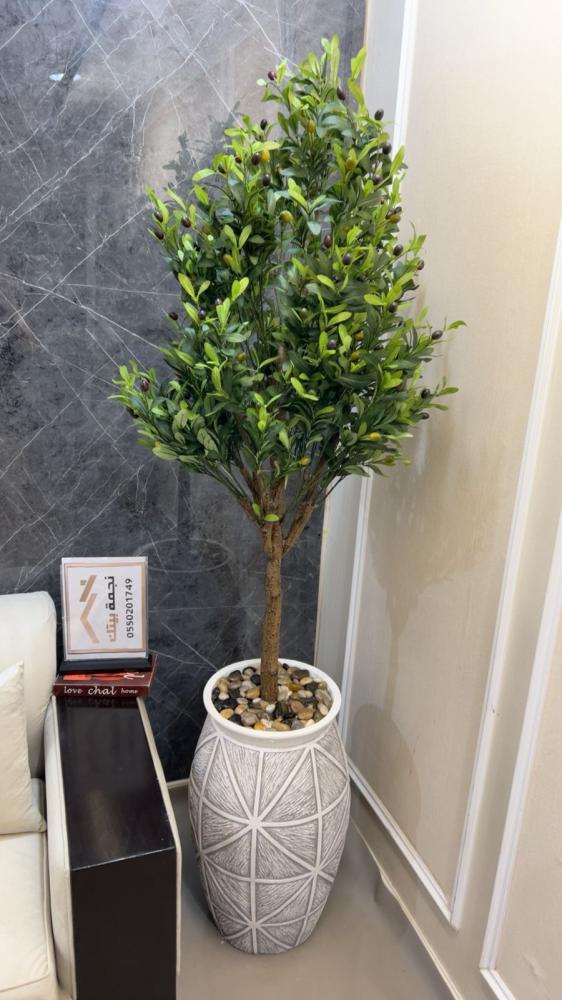 Olive tree