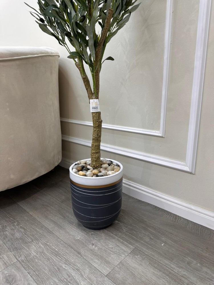 Olive tree