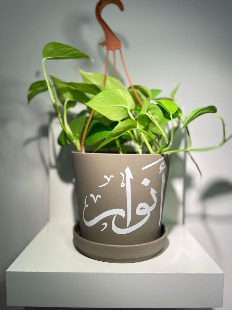 اصيص نبات بالاسم