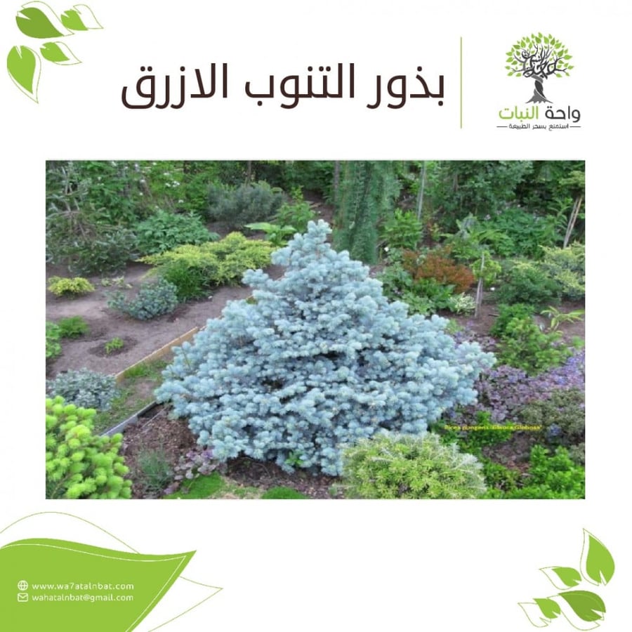 بذور التنوب الازرق