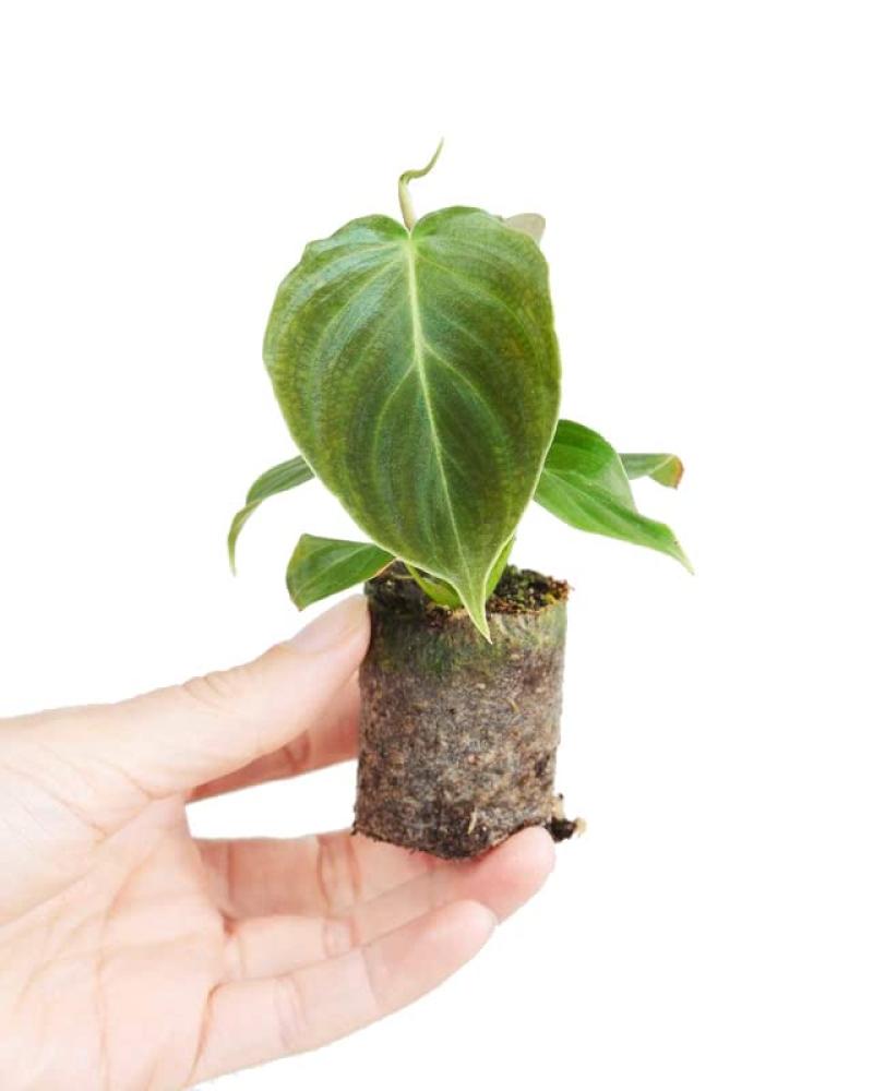 Philodendron Splendid seedling | Verrucosum x Melanochrysum