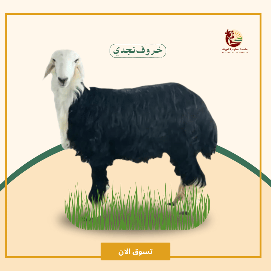 خروف نجدي جذع 8 شهور كامل