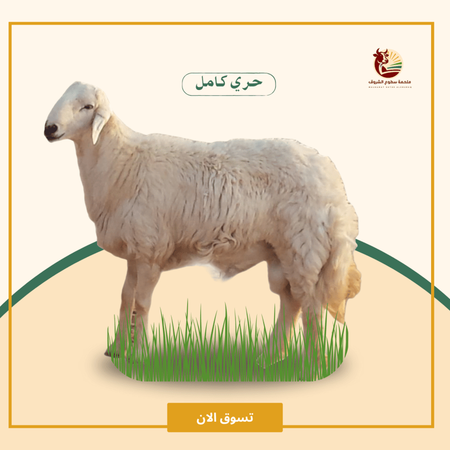 حري كامل عمر 5 شهور فاخر