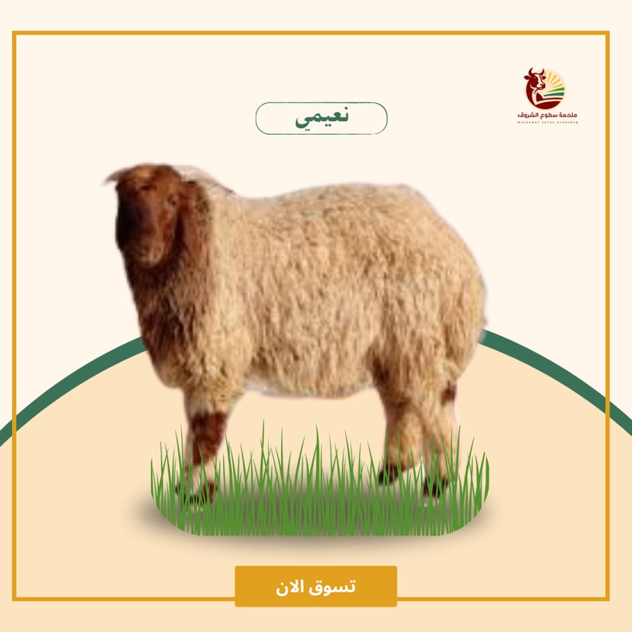 نعيمي كامل عمر 5 شهور