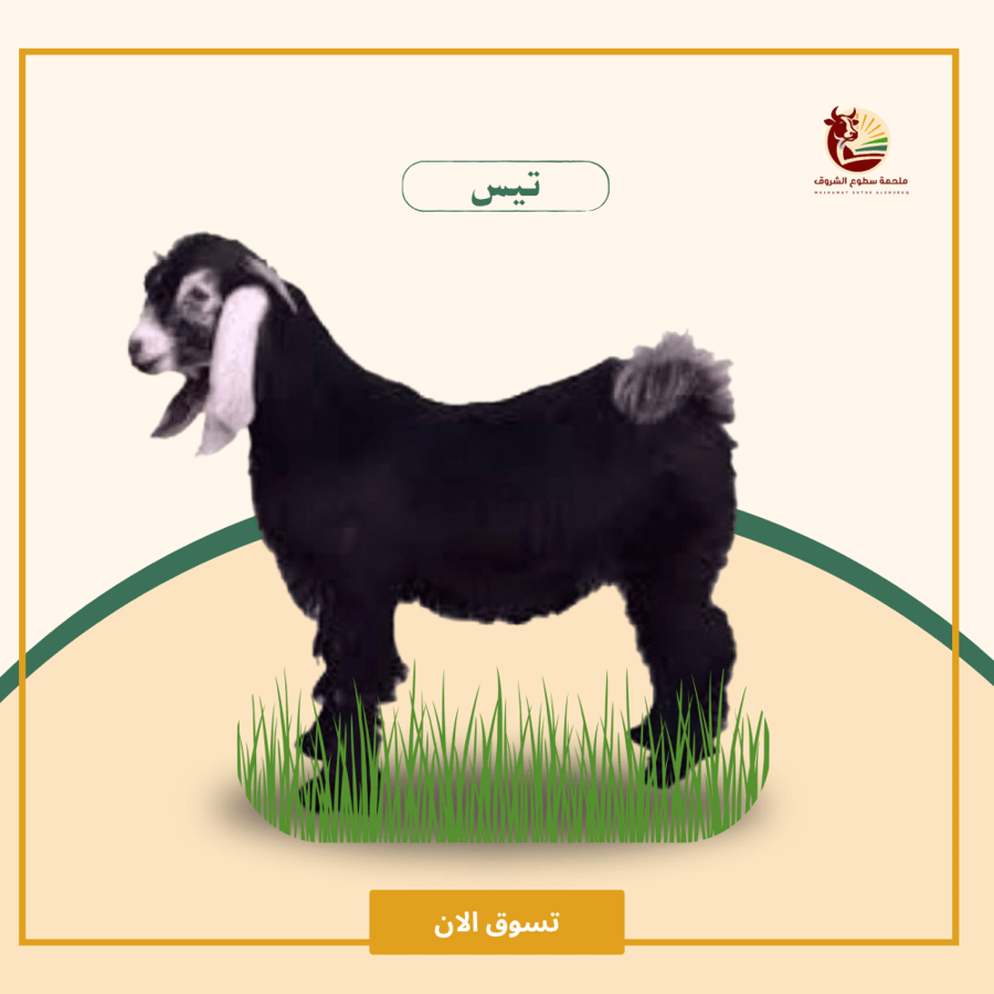 تيس عارضي 10شهور فاخر