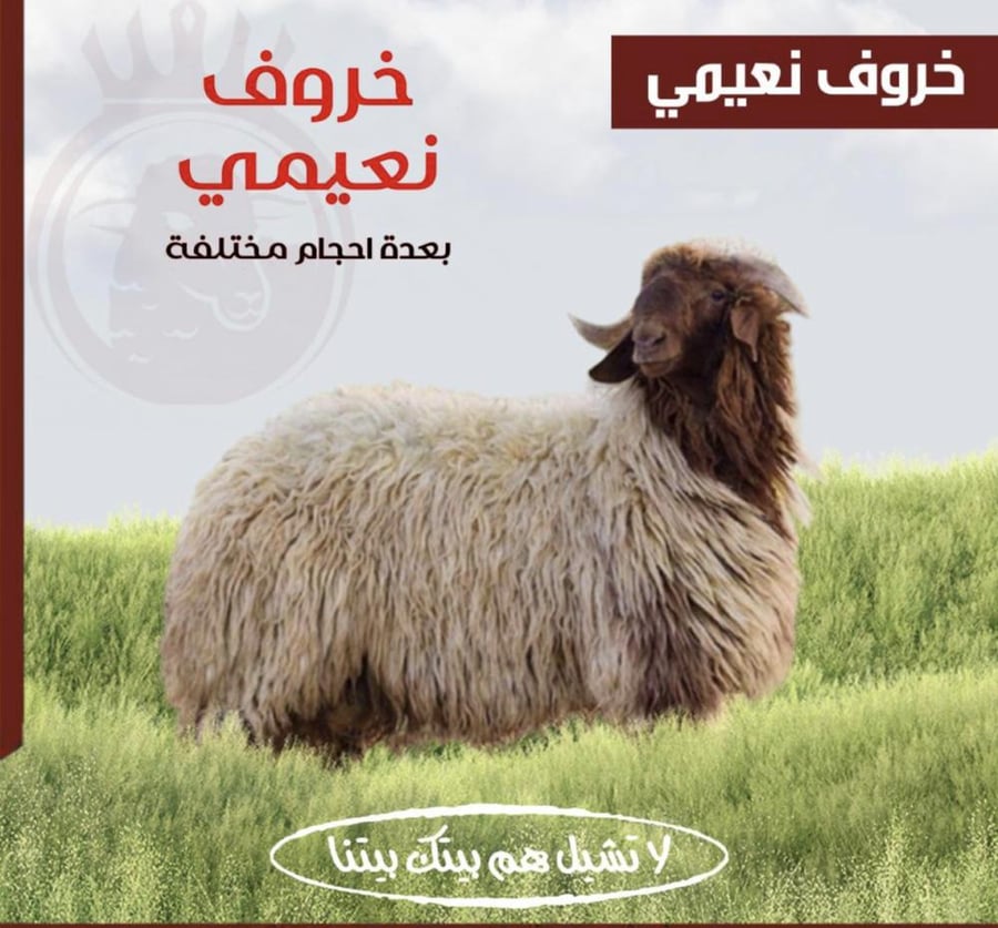 خروف انعيمي