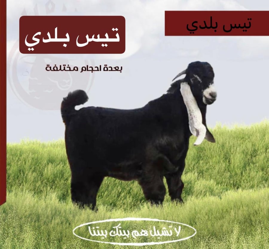 تيس