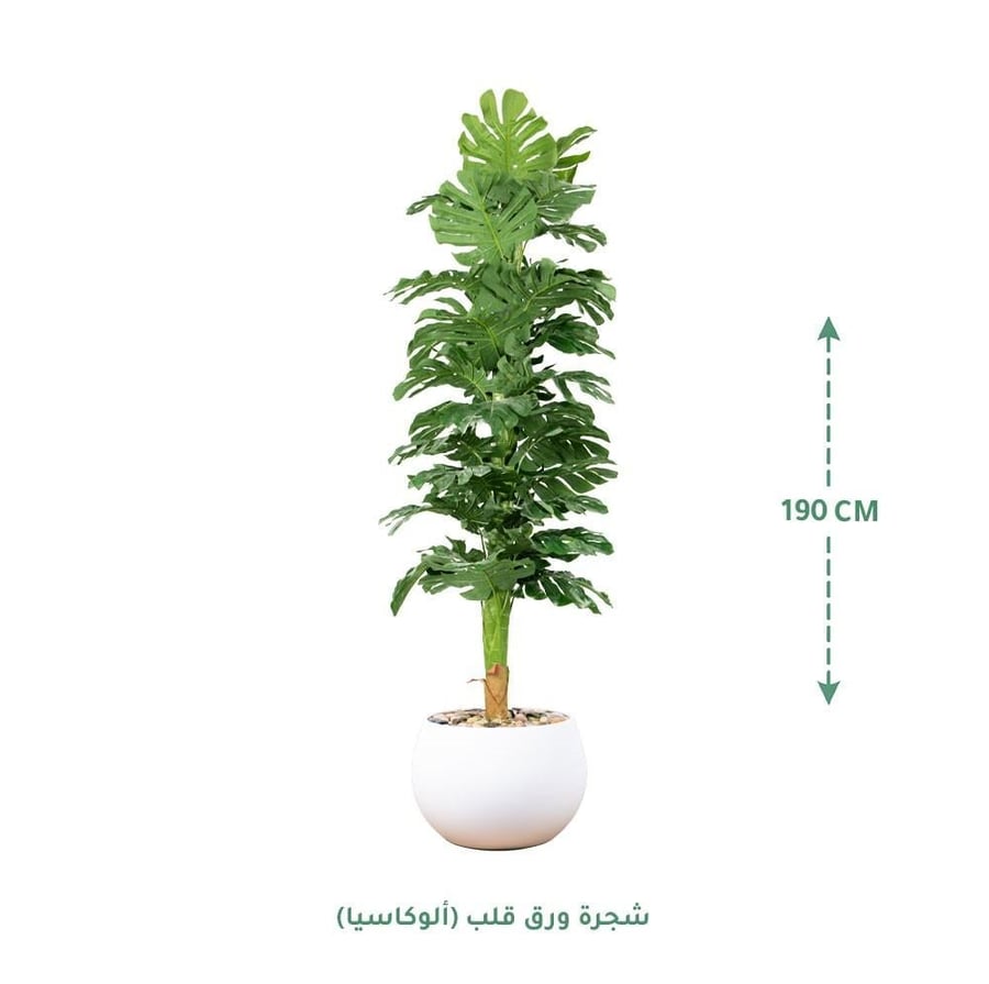 مركن زرع ابيض