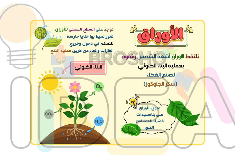 مطوية عمليات الحياة في النباتات علوم سادس ابتدائي