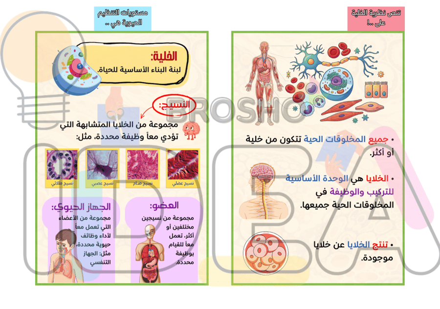 مطوية نظرية الخلية علوم سادس ابتدائي