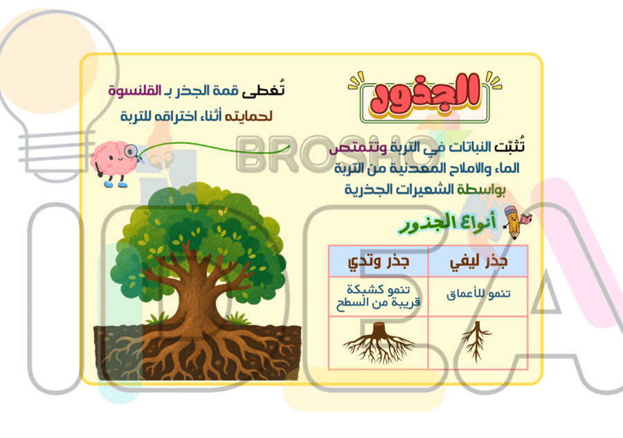 مطوية عمليات الحياة في النباتات علوم سادس ابتدائي