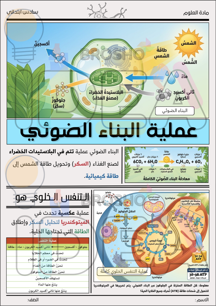 مطوية الخلية النباتية والخلية الحيوانية علوم سادس ابتدائي