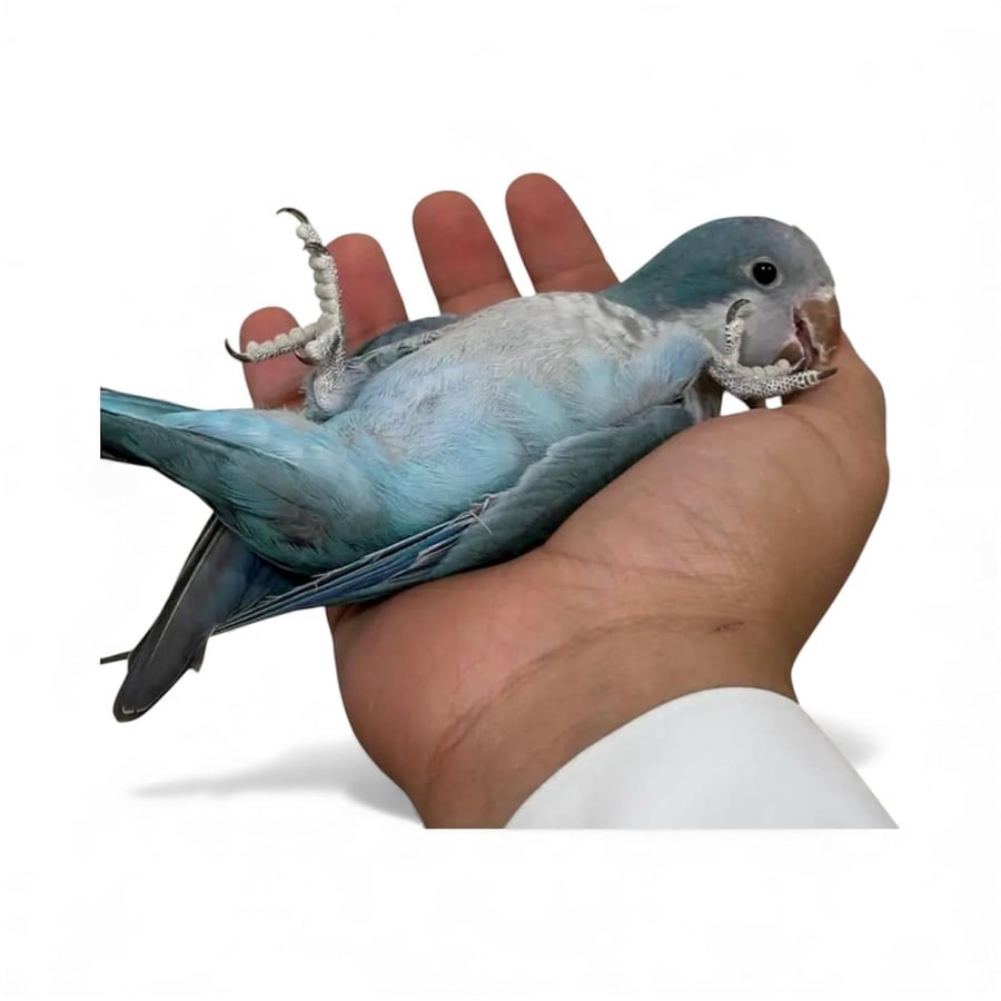 ببغاء كويكر اليف ازرق