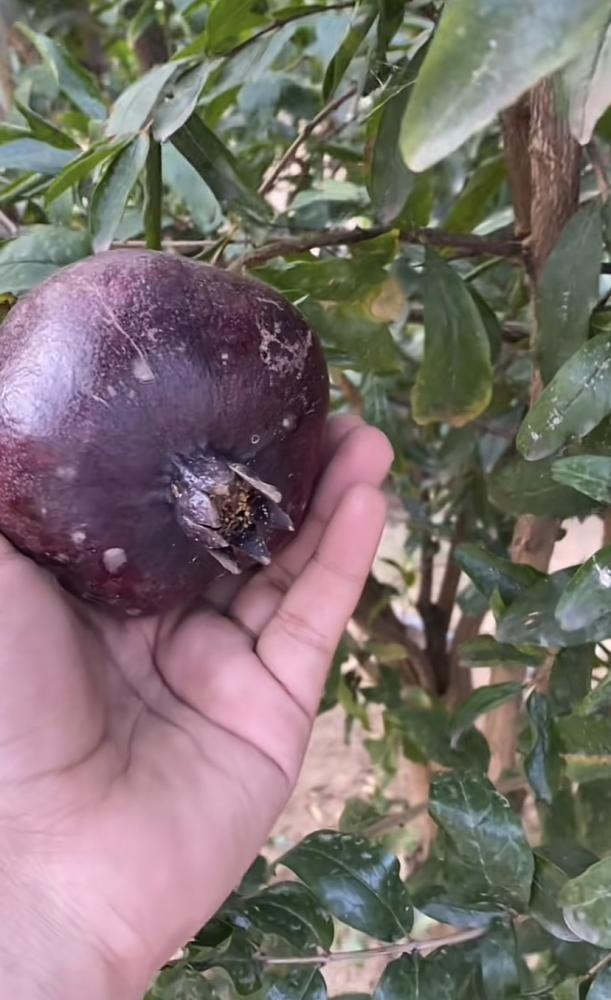 الرمان الاسود العربي الحالي طول 50سم تقريباً