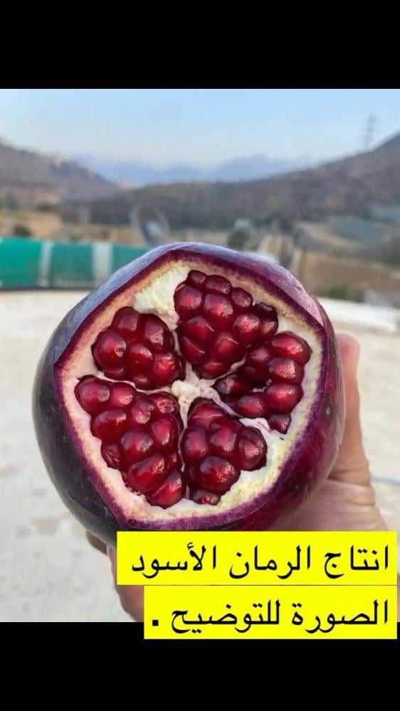 الرمان الاسود العربي الحالي طول 50سم تقريباً