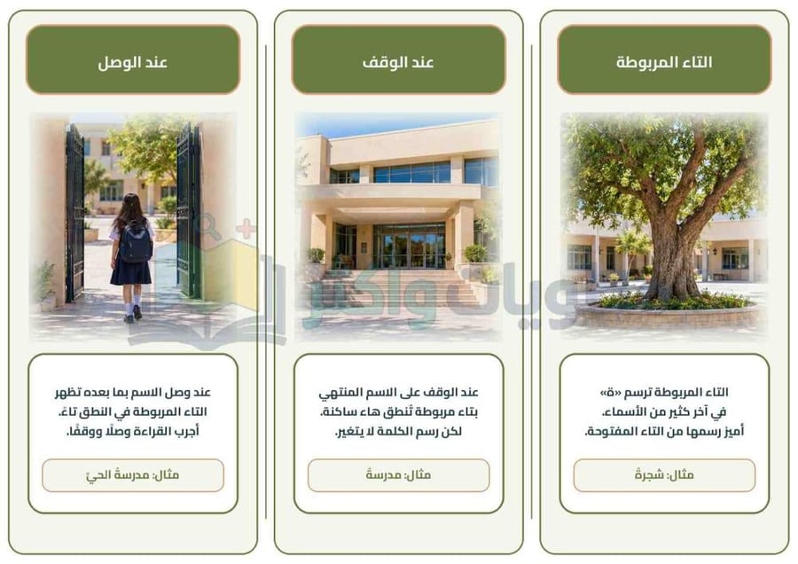 مطوية التاء المفتوحة والتاء المربوطة لغتي الخالدة أول متوسط جاهزة PDF