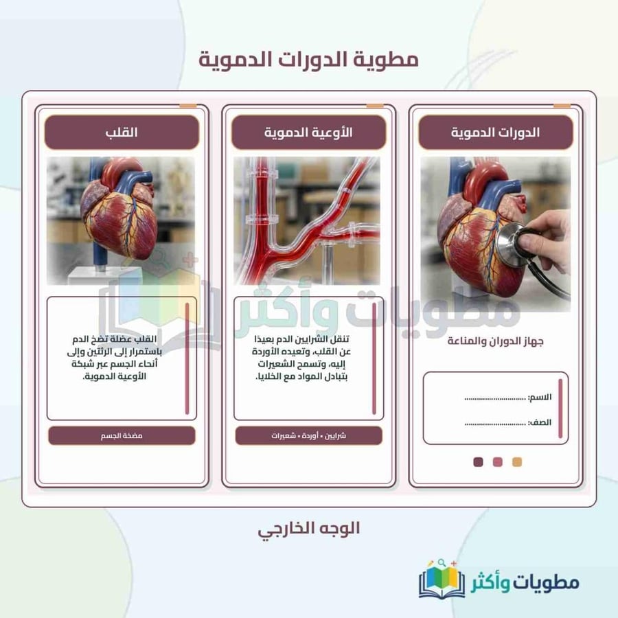 مطوية جهاز الدوران والدورات الدموية علوم ثاني متوسط الفصل الأول PDF