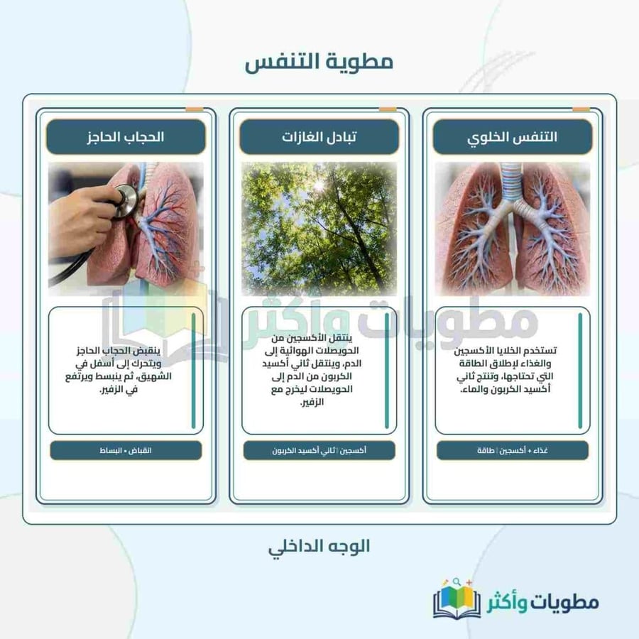 مطوية درس التنفس علوم ثاني متوسط الفصل الأول PDF