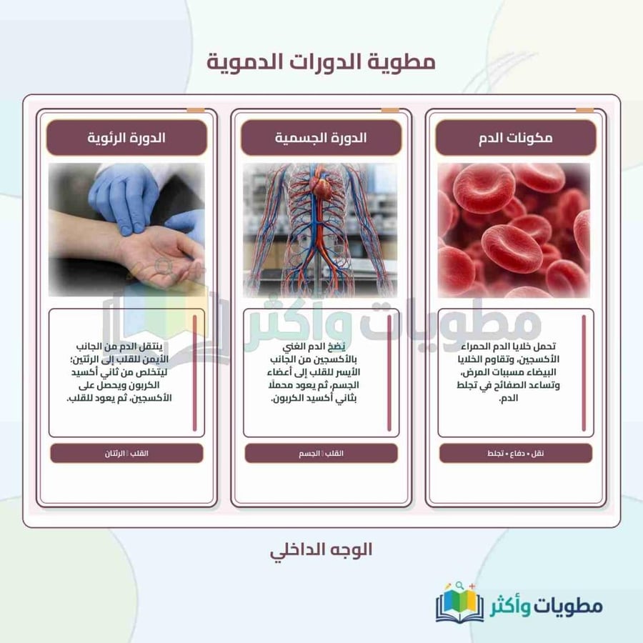 مطوية جهاز الدوران والدورات الدموية علوم ثاني متوسط الفصل الأول PDF