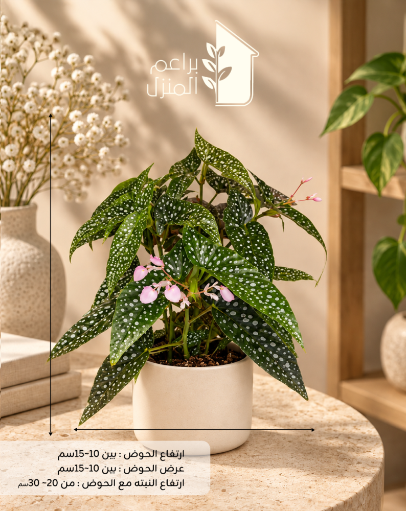 بجونيا مرقطه begonia_maculata