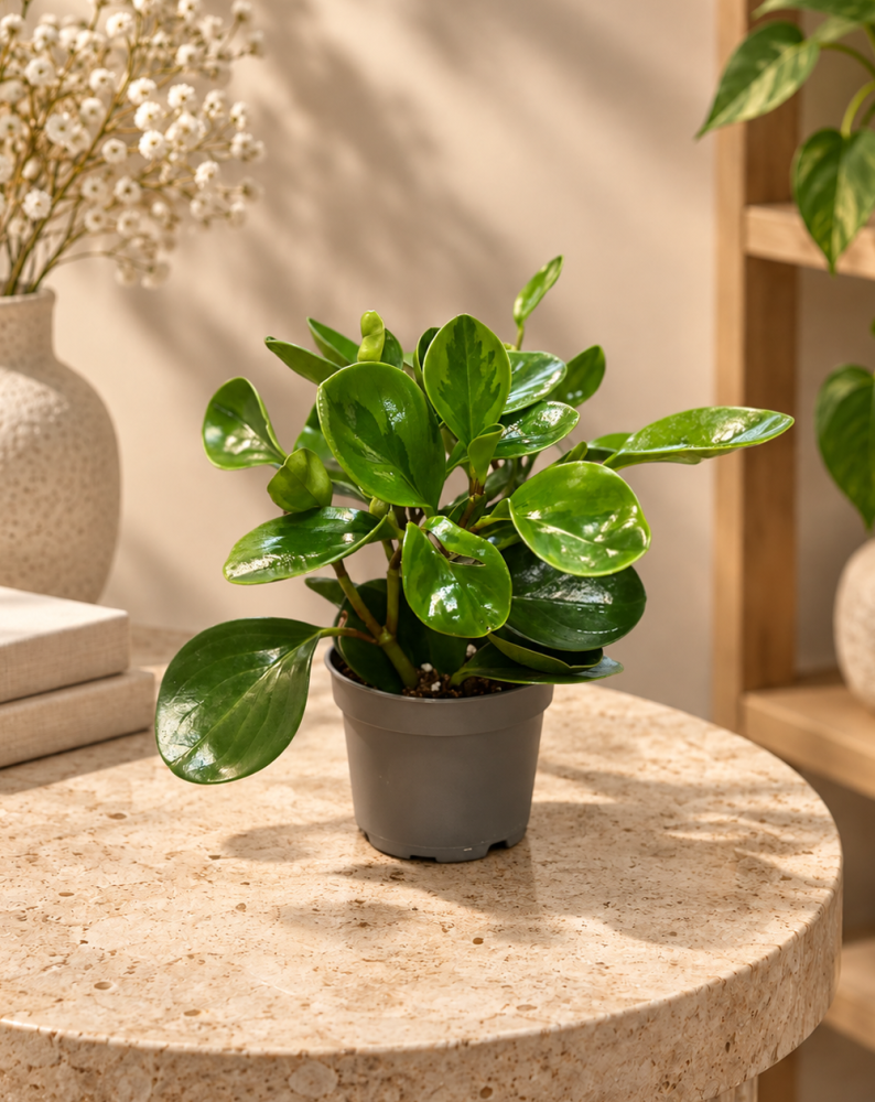 Peperomia Yellow-بيبيروميا أصفر