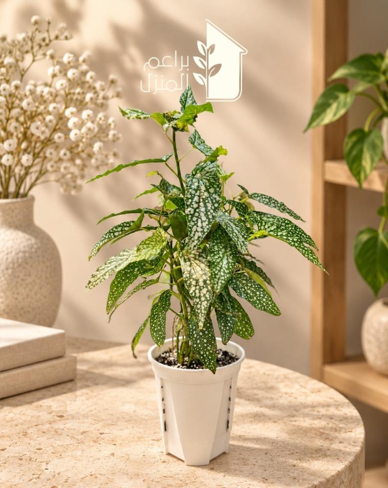 بجونيا مرقطه begonia_maculata