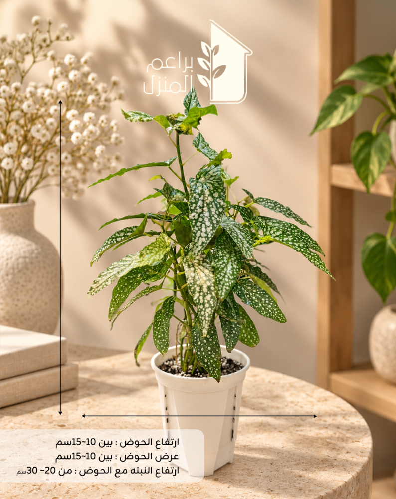 بجونيا مرقطه begonia_maculata