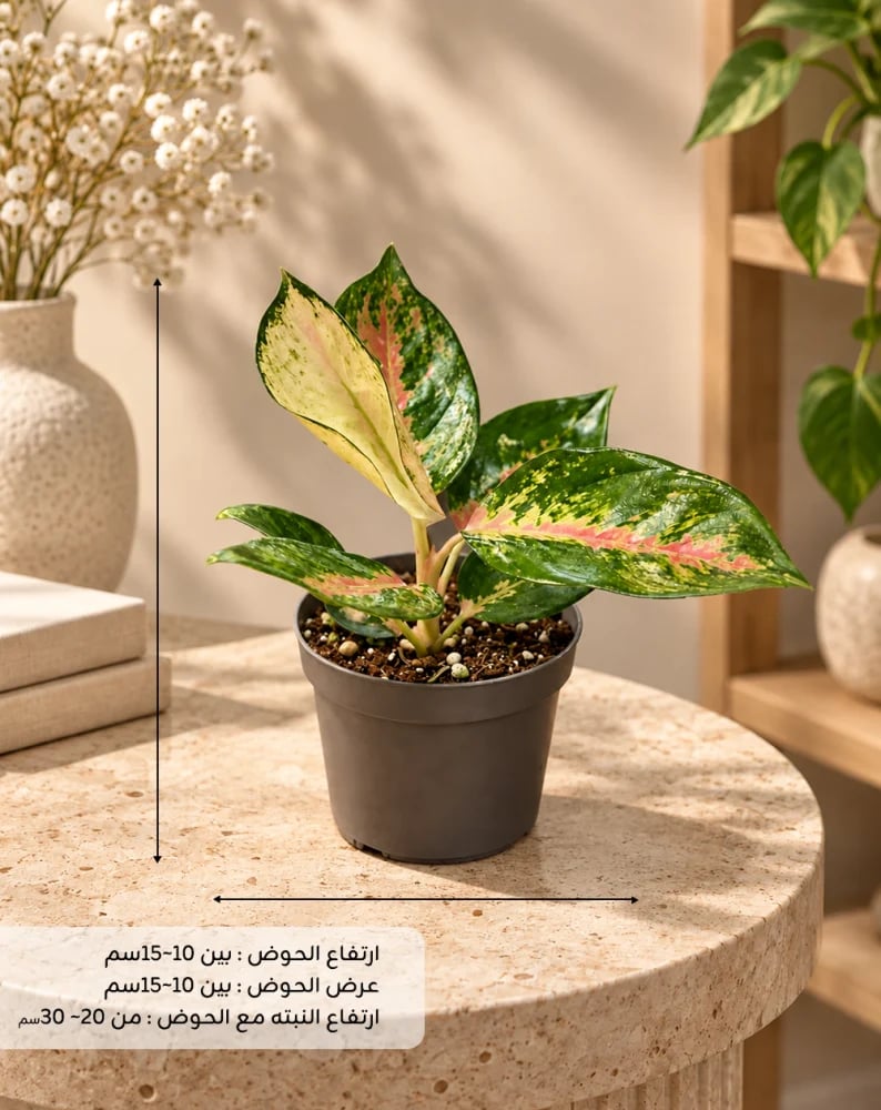 Aglaonema'ChinaRed-جلونيما تشاينا ريد