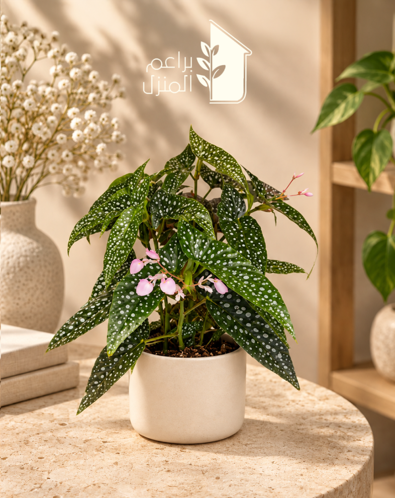 بجونيا مرقطه begonia_maculata