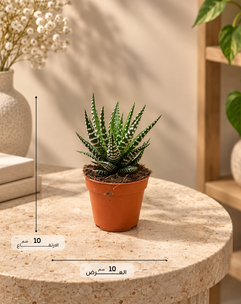 Haworthia Mix-هاوارثيا متنوع