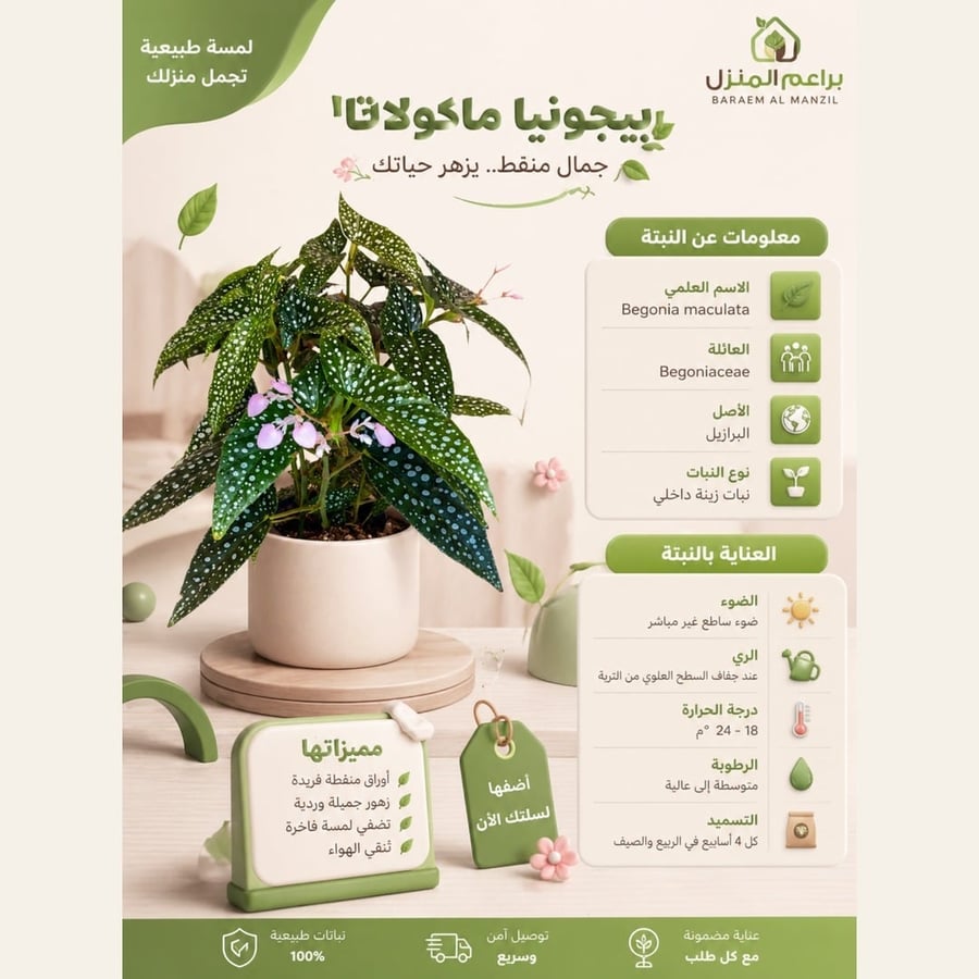 بجونيا مرقطه begonia_maculata