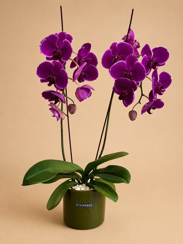 وركيد فاخر (Phalaenopsis) – أصيص سيراميك أخضر