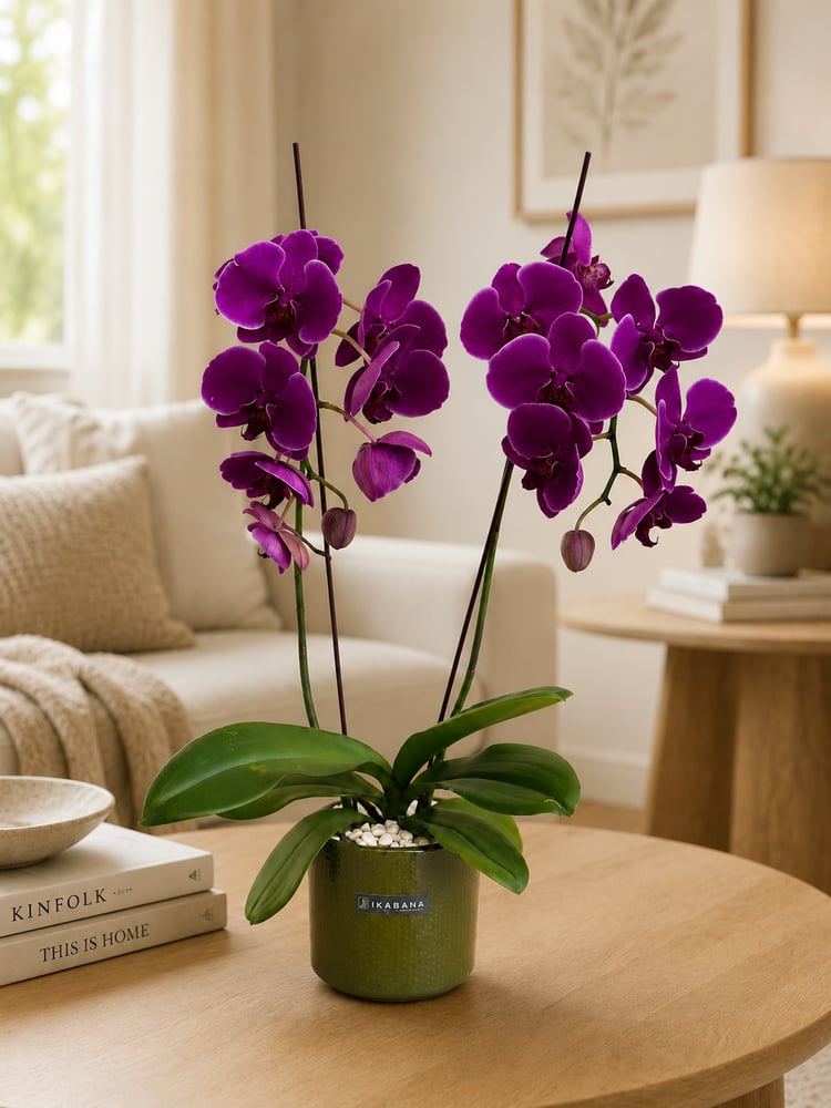 وركيد فاخر (Phalaenopsis) – أصيص سيراميك أخضر
