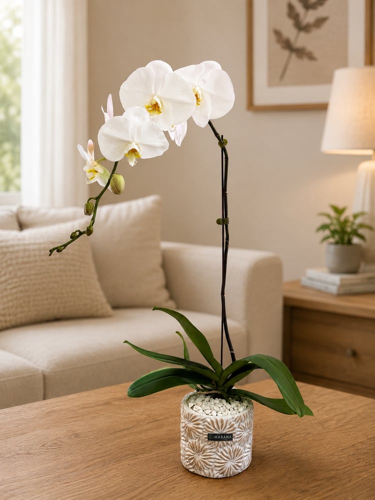 أوركيد أبيض فاخر – غصن واحد | White Phalaenopsis Orchid