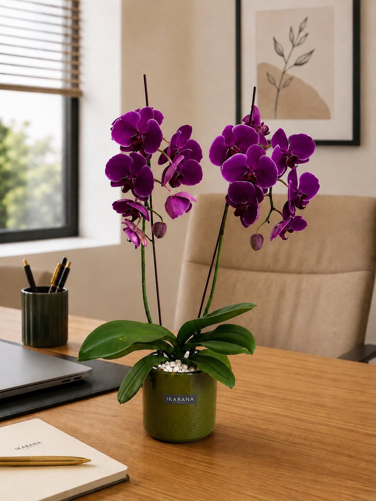 وركيد فاخر (Phalaenopsis) – أصيص سيراميك أخضر