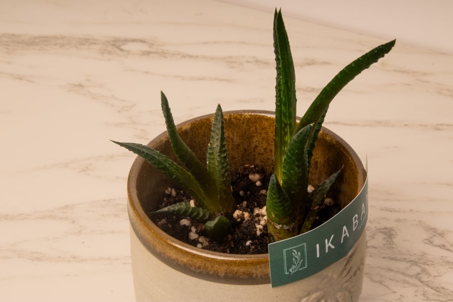 نبتة صبار