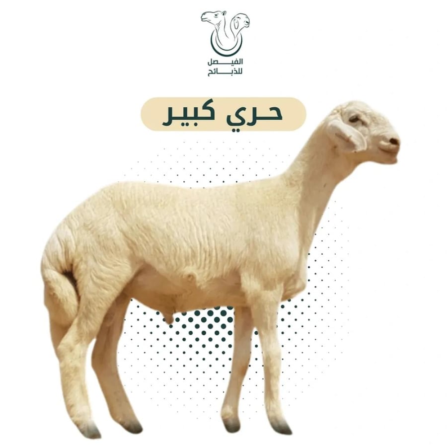 Large (Jabr - Jadh') Aqiqah - Approximate weight 21-25 kg, Riyadh