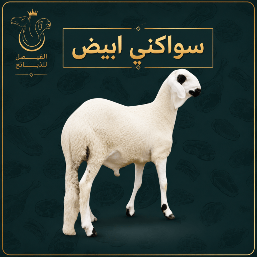 سواكني أبيض صغير (تربيه-جذع) 16-14 كيلو تقريبا