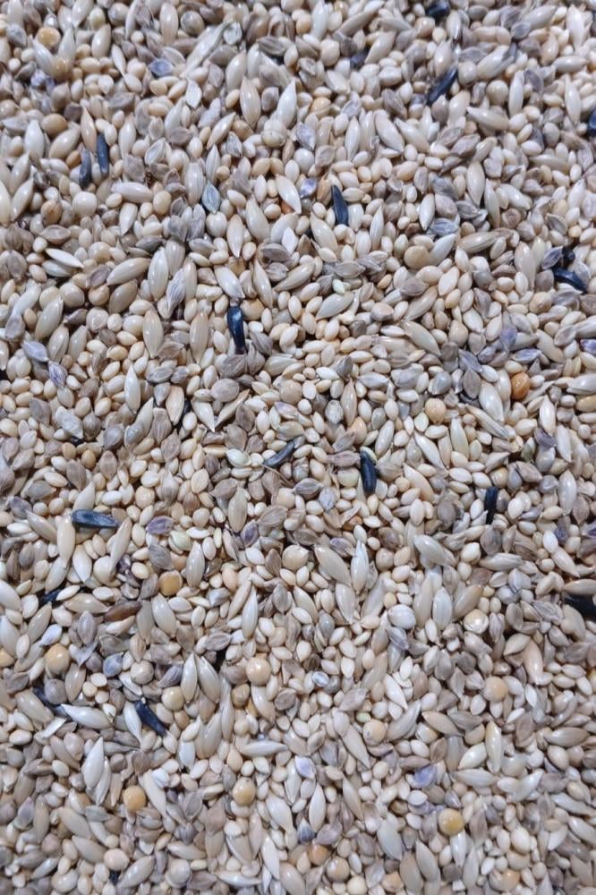 خلطة زيبرا وقولدين شامبيون GARVO