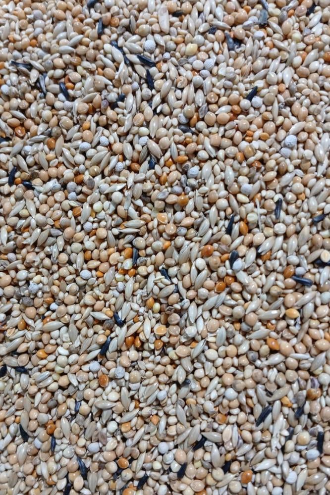 خلطة زيبرا وقولدين GARVO