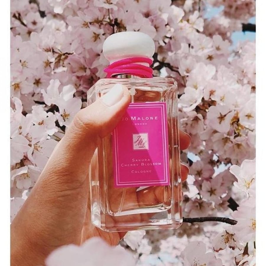 (Special) Sakura Cherry Blossom