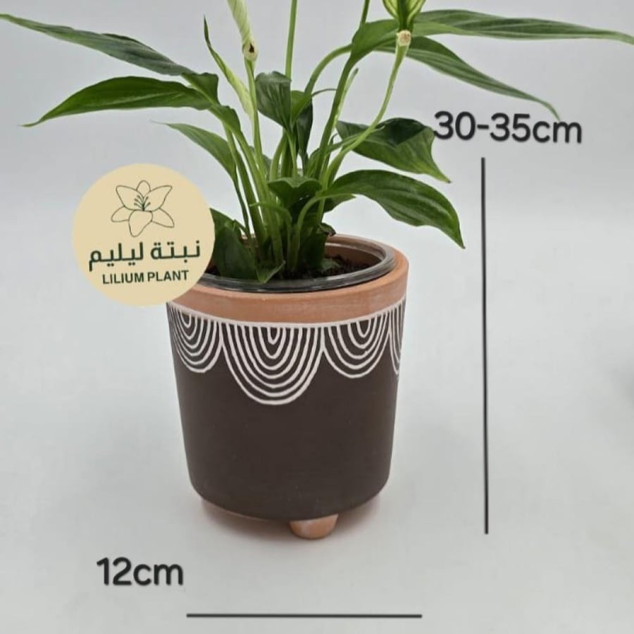 Peace lily plant with clay pot