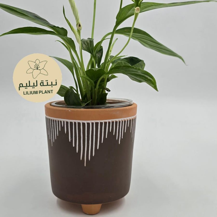 Peace lily plant with clay pot